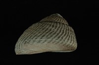 藏品(黑鐘螺)的圖片